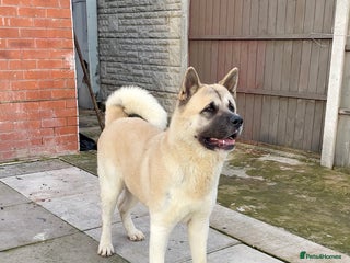 Akita dogs Proven Akita Stud Available - Advert 9