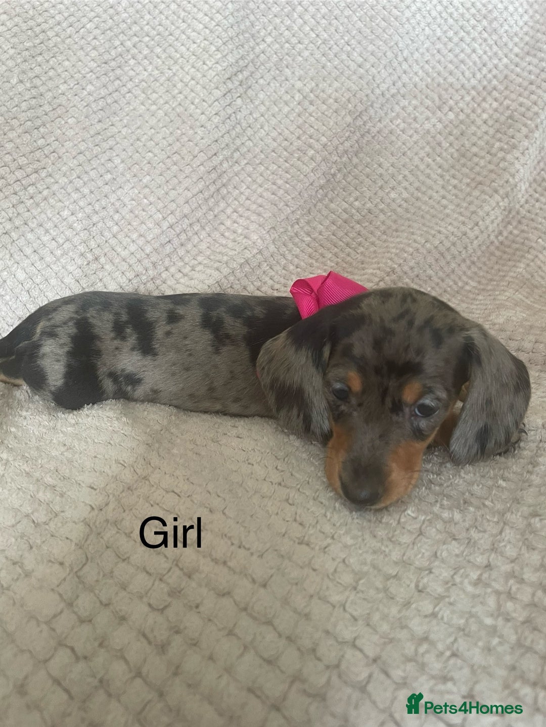 Dachshund dogs for sale: Gorgeous dachshund puppies  - Image 7