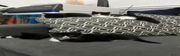 British Shorthair cats for sale: Kittens for sale - Advert 8