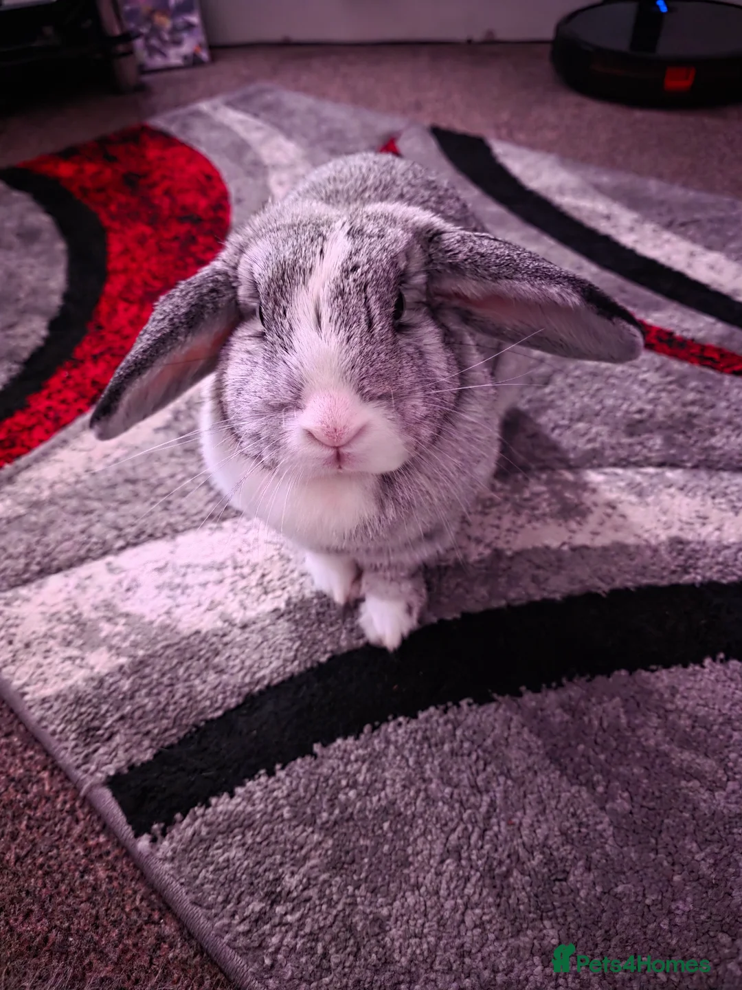 Mini Lop rabbits for sale: Miss Floppy - Advert 2