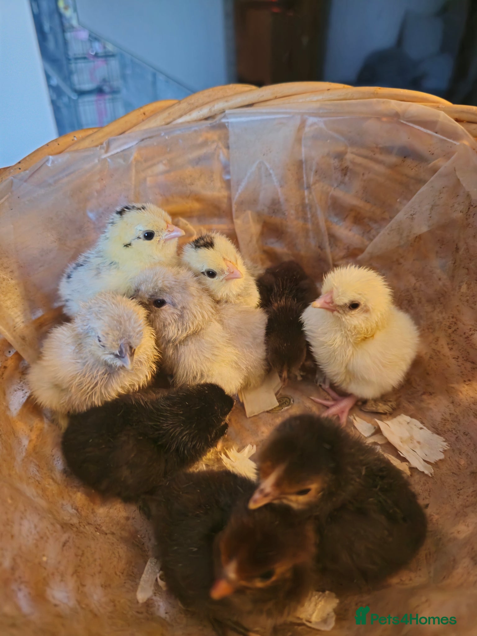 Chickens poultry 5 day old Pekin Bantam x Sebright chicks - Advert 1