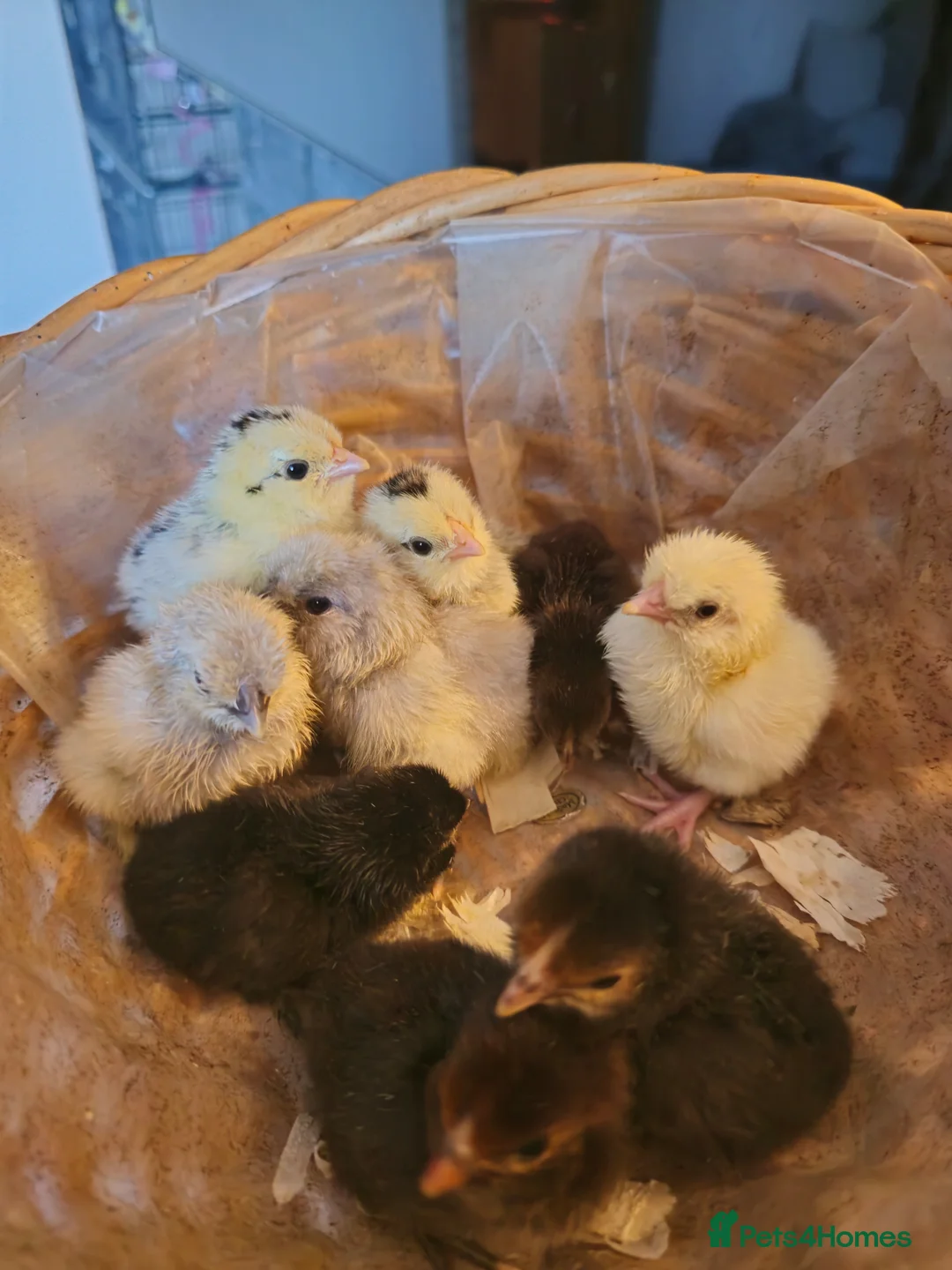 Chickens poultry for sale: 5 day old Pekin Bantam x Sebright chicks - Advert 1