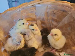 Chickens poultry 5 day old Pekin Bantam x Sebright chicks - Advert 14