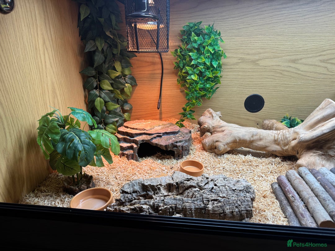Bearded Dragon reptiles for sale: 18 month Male bearded dragon  - Advert 15