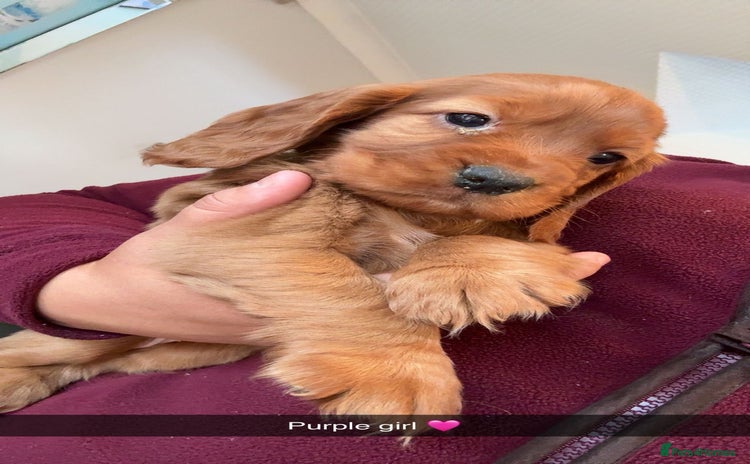 Cocker Spaniel dogs - Advert 11