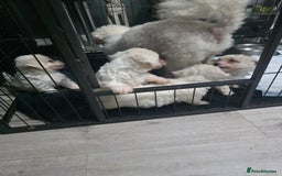 Bichon Frise dogs for sale: 4 bichon frise pedigree pups for sale  - Image 1