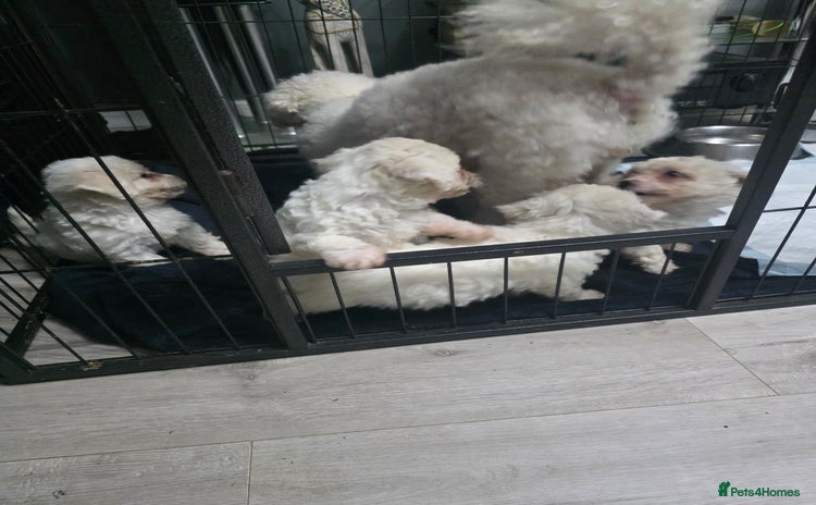 Bichon Frise dogs - Advert 1
