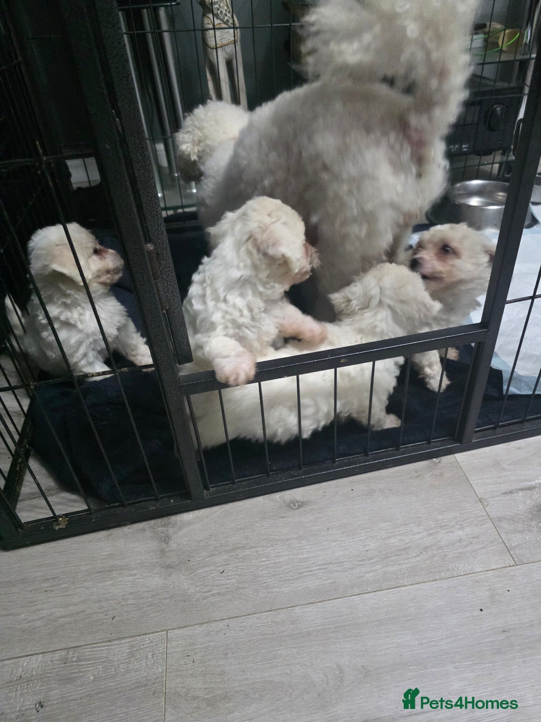 Bichon Frise dogs for sale: 4 bichon frise pedigree pups for sale  - Image 1