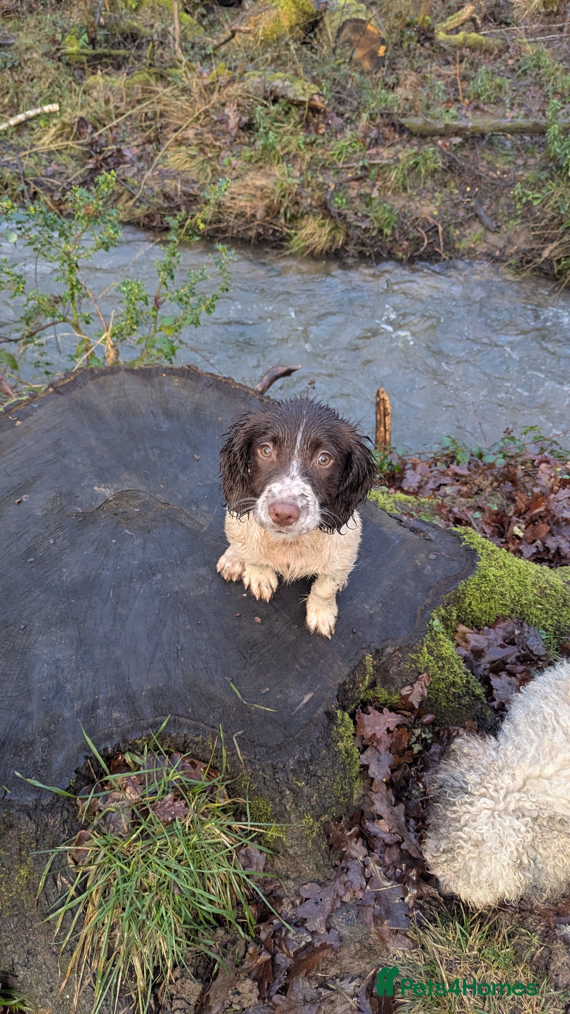 English Springer Spaniel dogs for sale: 7 months old springer  - Advert 5