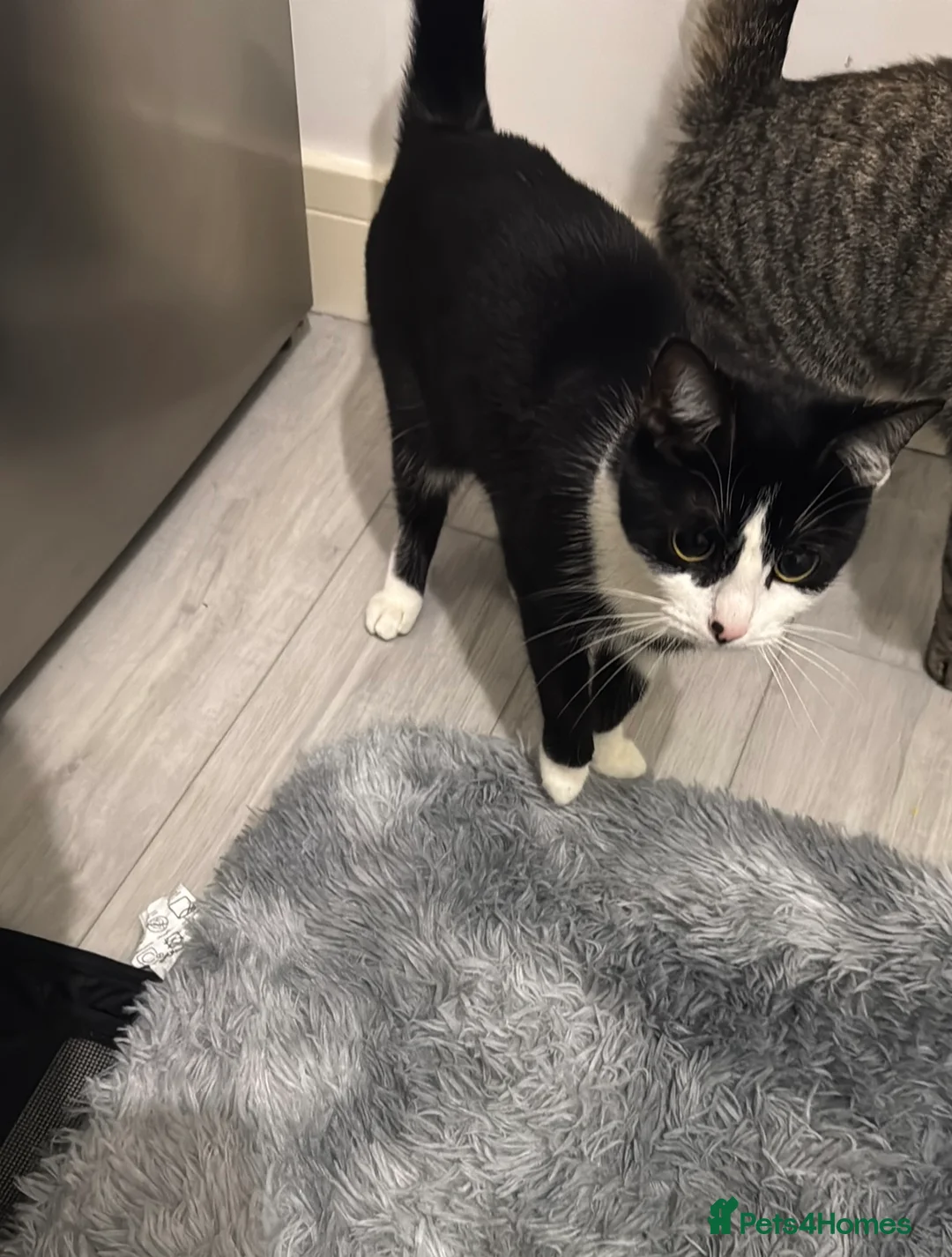 American Bobtail cats for sale: 2 lovely cats needs rehousing  in Staines - Advert 3