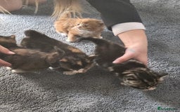 Mixed Breed cats for sale: 4 beautiful kittens ready - Image 9