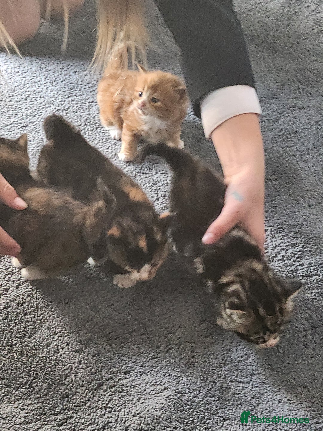 Mixed Breed cats for sale: 4 beautiful kittens ready - Image 9