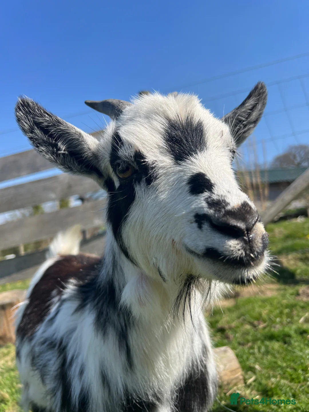 Goats livestock for sale: Beautiful trio of Pygmy Goats  - Advert 1