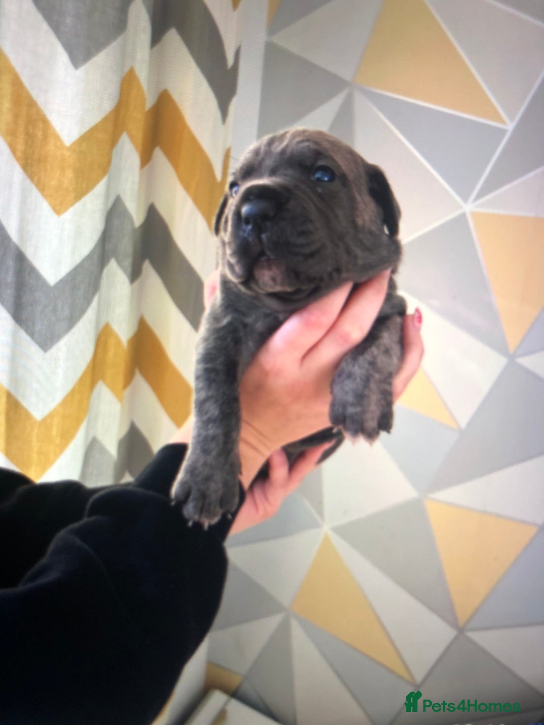 Cane Corso dogs for sale: Purebred Italian Cane Corso puppies - Advert 3