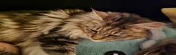 Maine Coon cats for sale: Stunning brown tabby bicolor boy tica registered - Advert 30