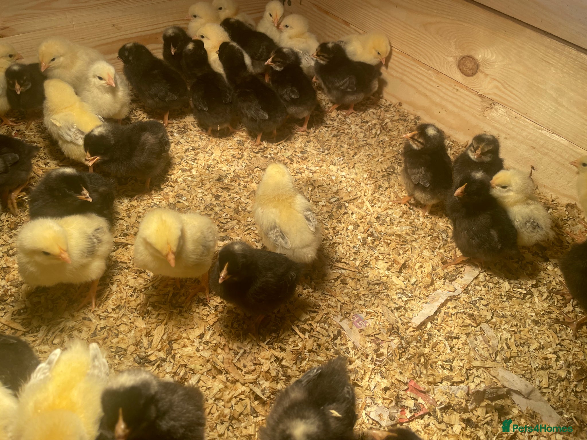 Chickens poultry Female chicks-light Sussex .rhode rock barred rock - Advert 1