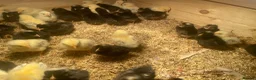Chickens poultry for sale: Female chicks-light Sussex .rhode rock barred rock - Advert 1