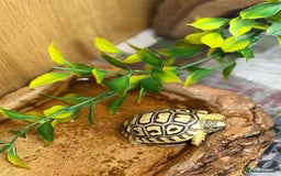 Tortoise reptiles for sale: Leopard Tortoise Hatchlings - Image 11