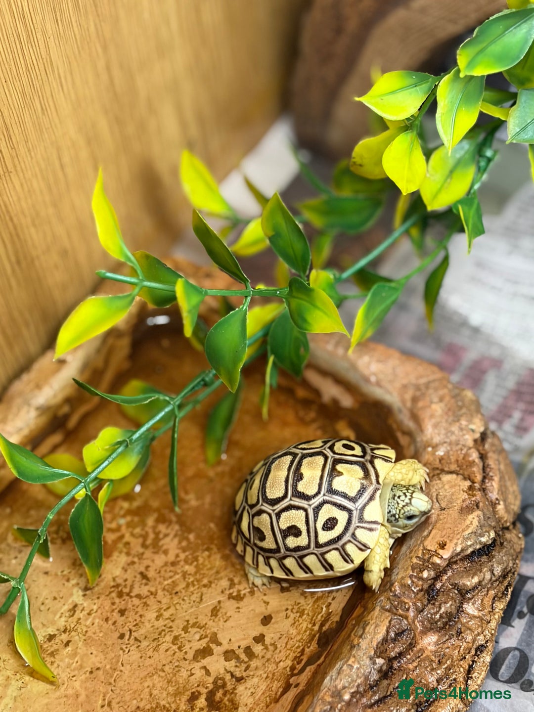 Tortoise reptiles for sale: Leopard Tortoise Hatchlings - Image 11