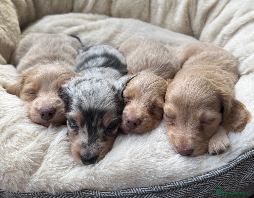 Miniature Dachshund dogs for sale: KC Long Haired Cream Carriers Miniature Dachshunds - Image 19