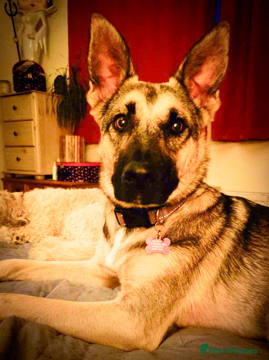 Mixed Breed dogs for adoption: FREYA - Looking for a loving, supportive home. - Image 13