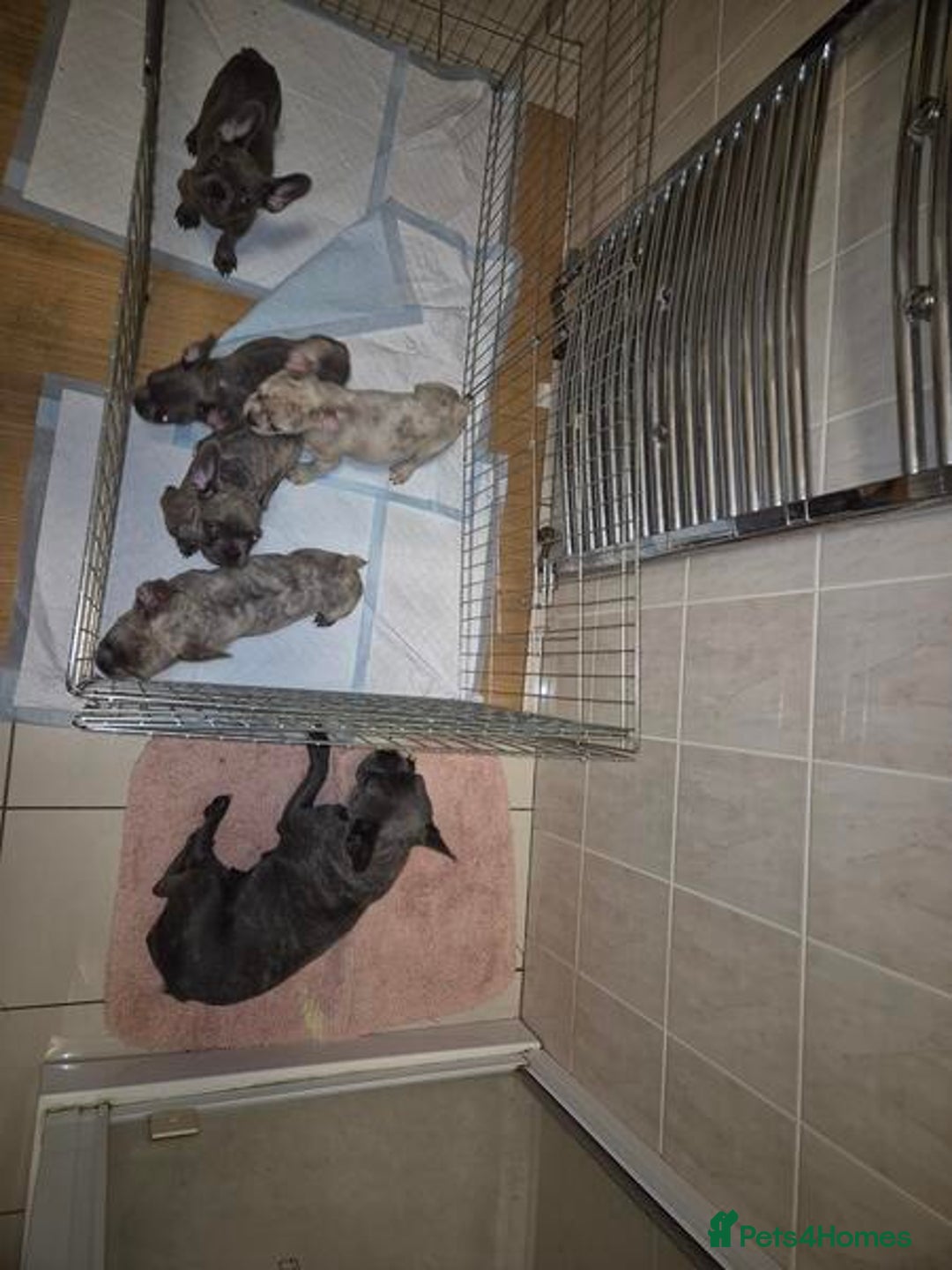 French Bulldog dogs for sale: Adorable French Bulldog Puppies For Sale - Image 7