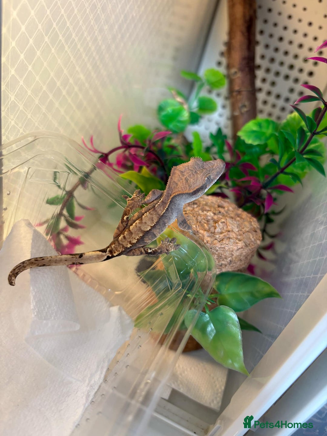 Gecko reptiles for sale: Crested geckos - Image 3