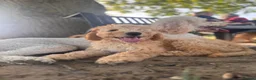 Australian Labradoodle dogs for sale: Last 2 Adorable Australian Labradoodles - Advert 6