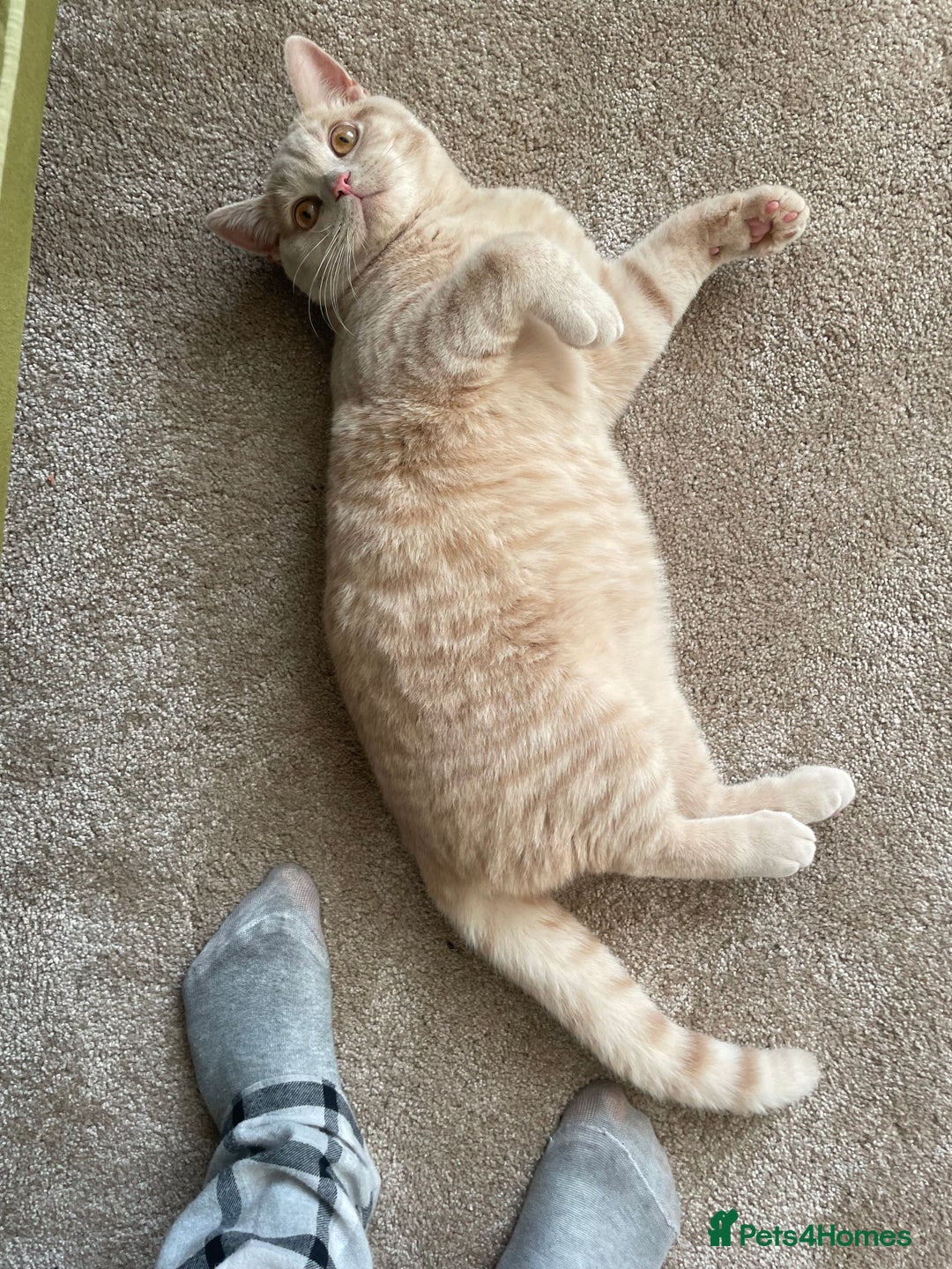 British Shorthair cats for sale: British shorthair cat - Advert 8