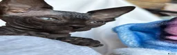 Sphynx cats for sale: Gorgeous stripped Sphynx kittens - Advert 38