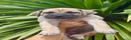 Boerboel dogs for sale: Imperial Boerboels  - Advert 4
