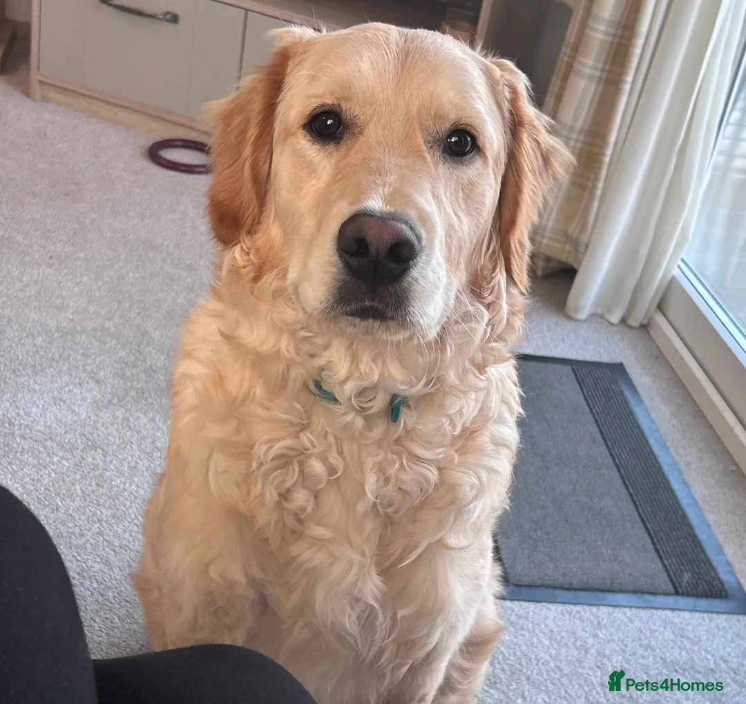 Golden Retriever dogs for sale: 8 month old golden retriever  in Oldham - Advert 3