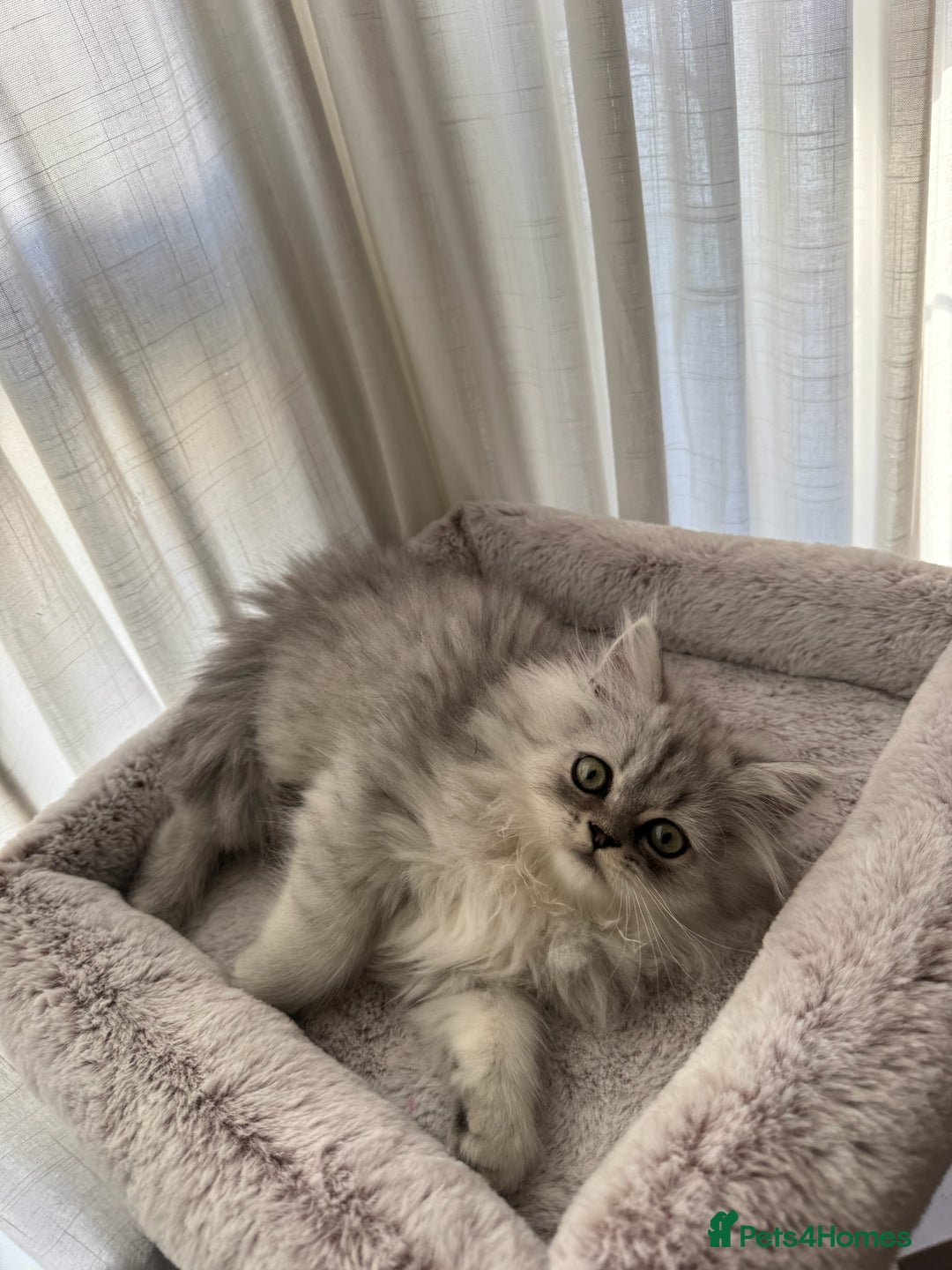 Persian cats for sale: Super cute Persian chinchilla kittens for Sale - Image 13
