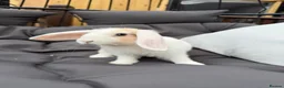 Dwarf Lop rabbits for sale: 8 week old lop kits - Advert 6