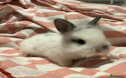 Mixed Breed rabbits for sale: 4 baby bunnies for sale - Image 7