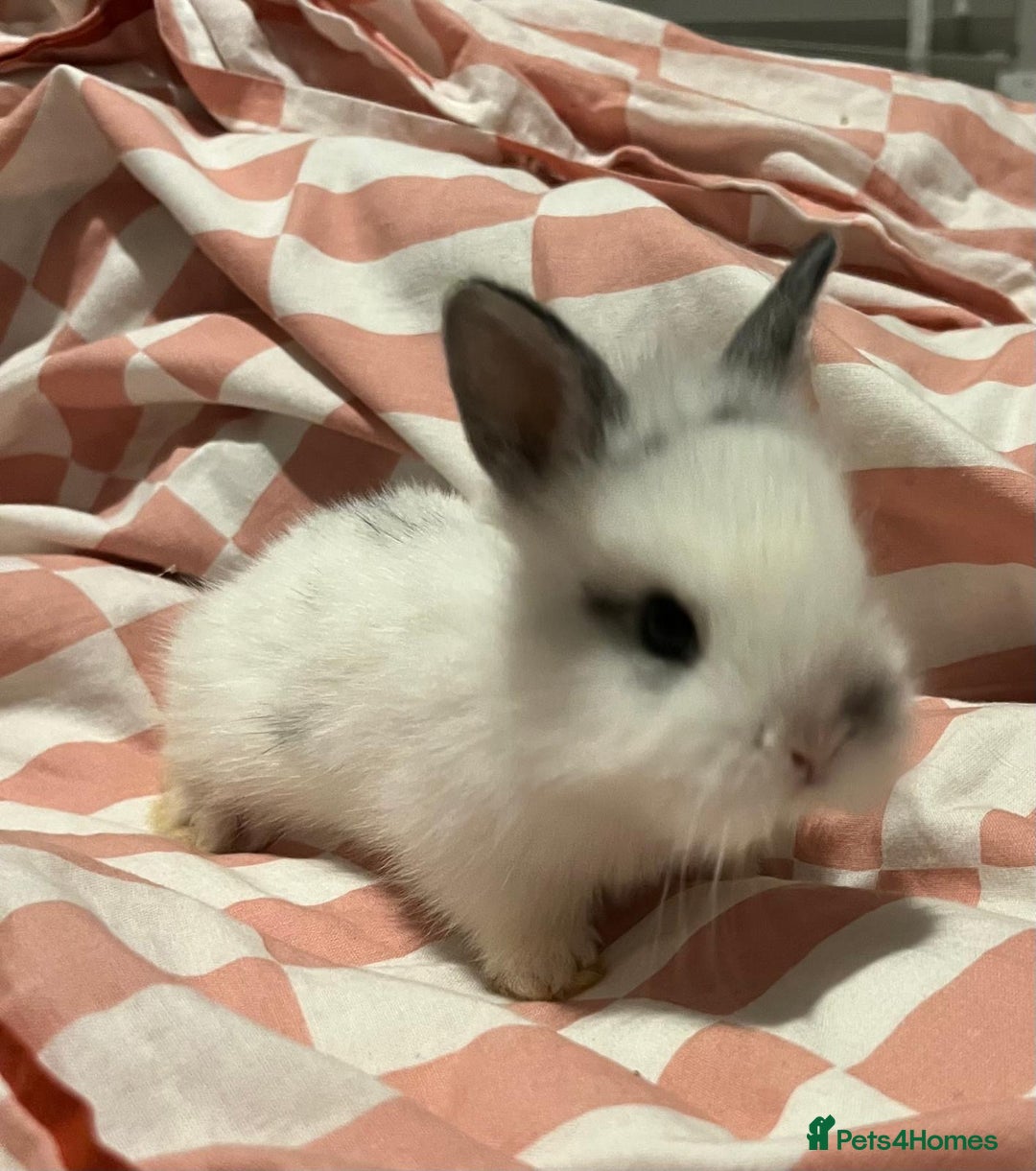 Mixed Breed rabbits for sale: 4 baby bunnies for sale - Image 7