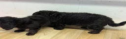 Doxiepoo dogs for sale: Daxiepoo boys  - Advert 6