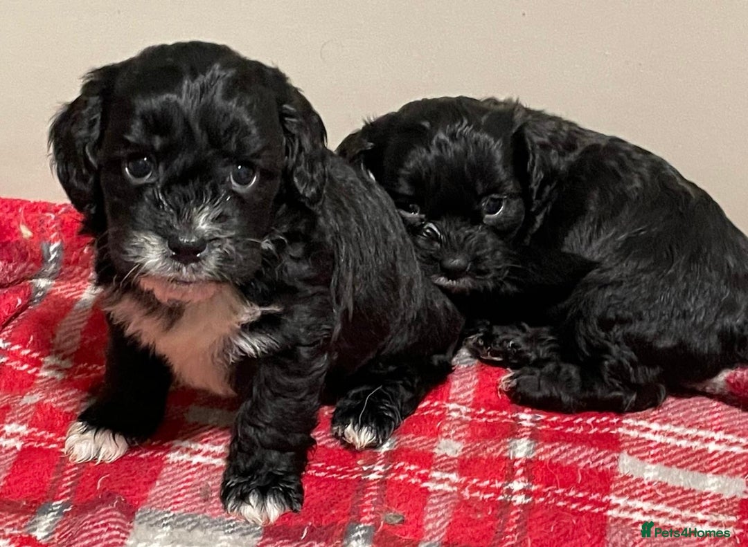 Mixed Breed dogs for sale: Stunning Sproodle x Shih Tzu pups ready 26/1 - Advert 11