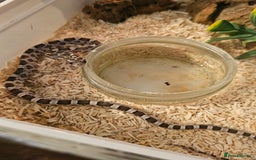 Corn Snake reptiles for sale: Anery corn snake 2024 - Image 2