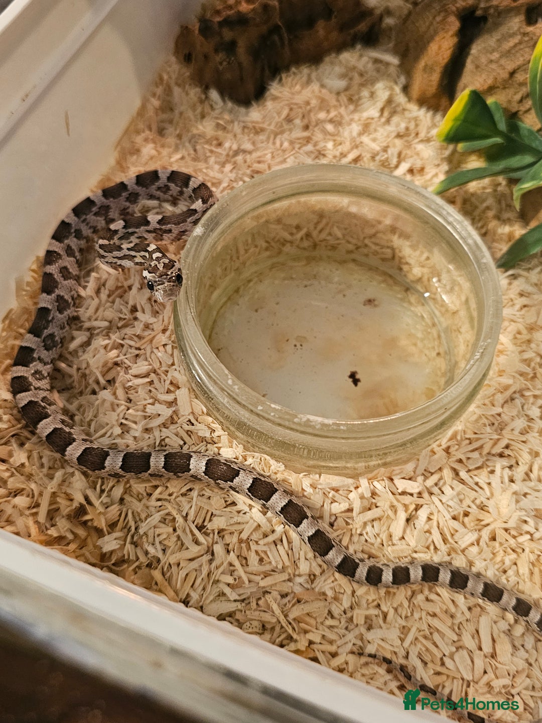 Corn Snake reptiles for sale: Anery corn snake 2024 - Image 2
