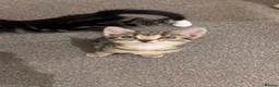 Mixed Breed cats for sale: Four beautiful tabby kittens - Advert 14