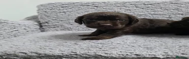 Cockerdor Puppy 7