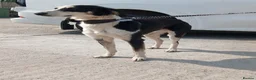 Mixed Breed dogs for sale: Beautiful boy ben - Advert 2