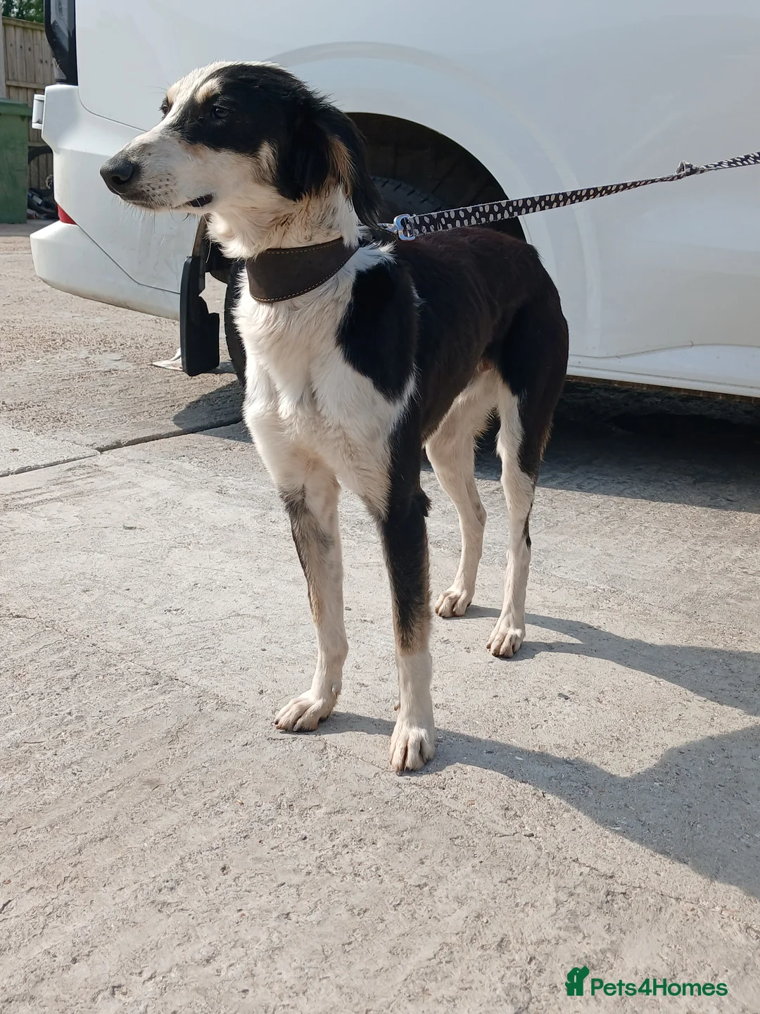 Mixed Breed dogs for sale: Beautiful boy ben - Advert 2