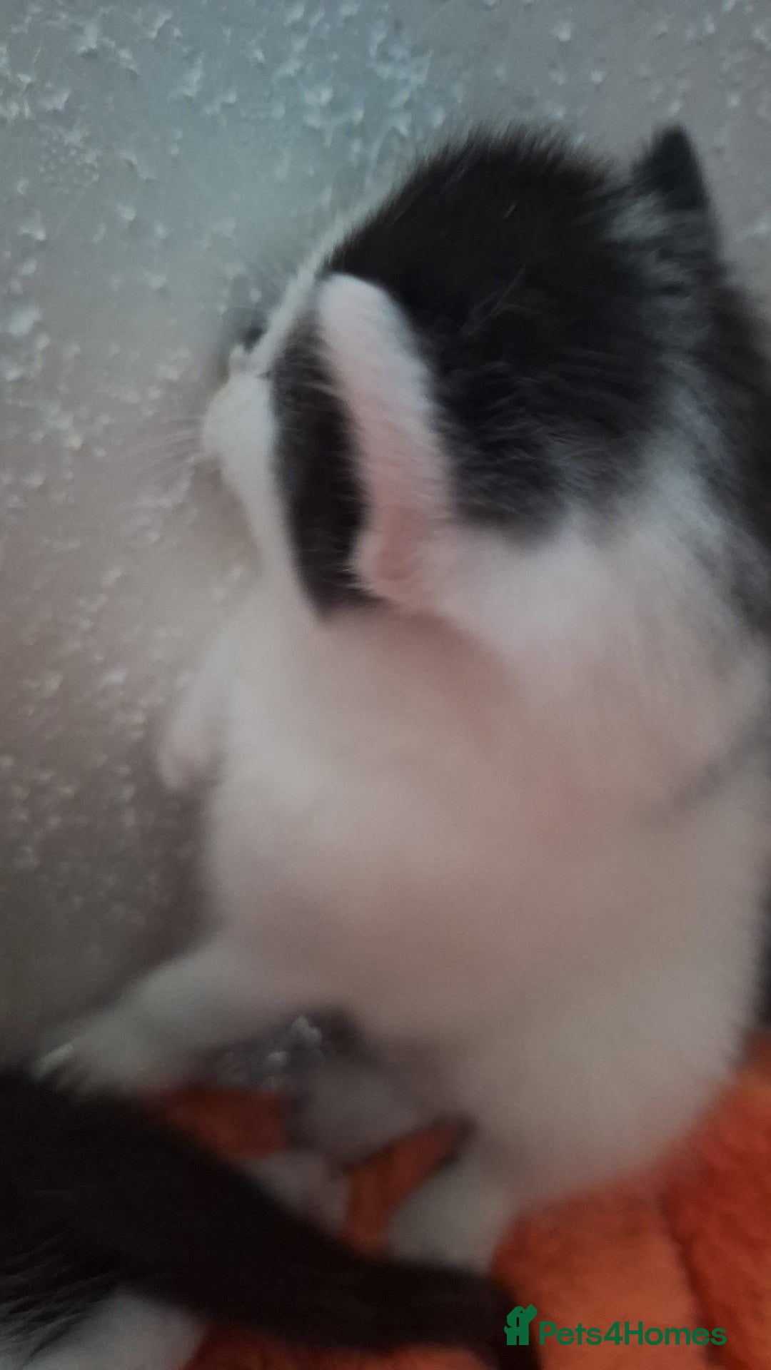 Domestic Shorthair cats for sale: Male kittens for sale  - Image 18