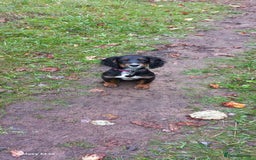 Cocker Spaniel dogs for sale: Trained Cocker Spaniel for sale *Reserved* - Image 1