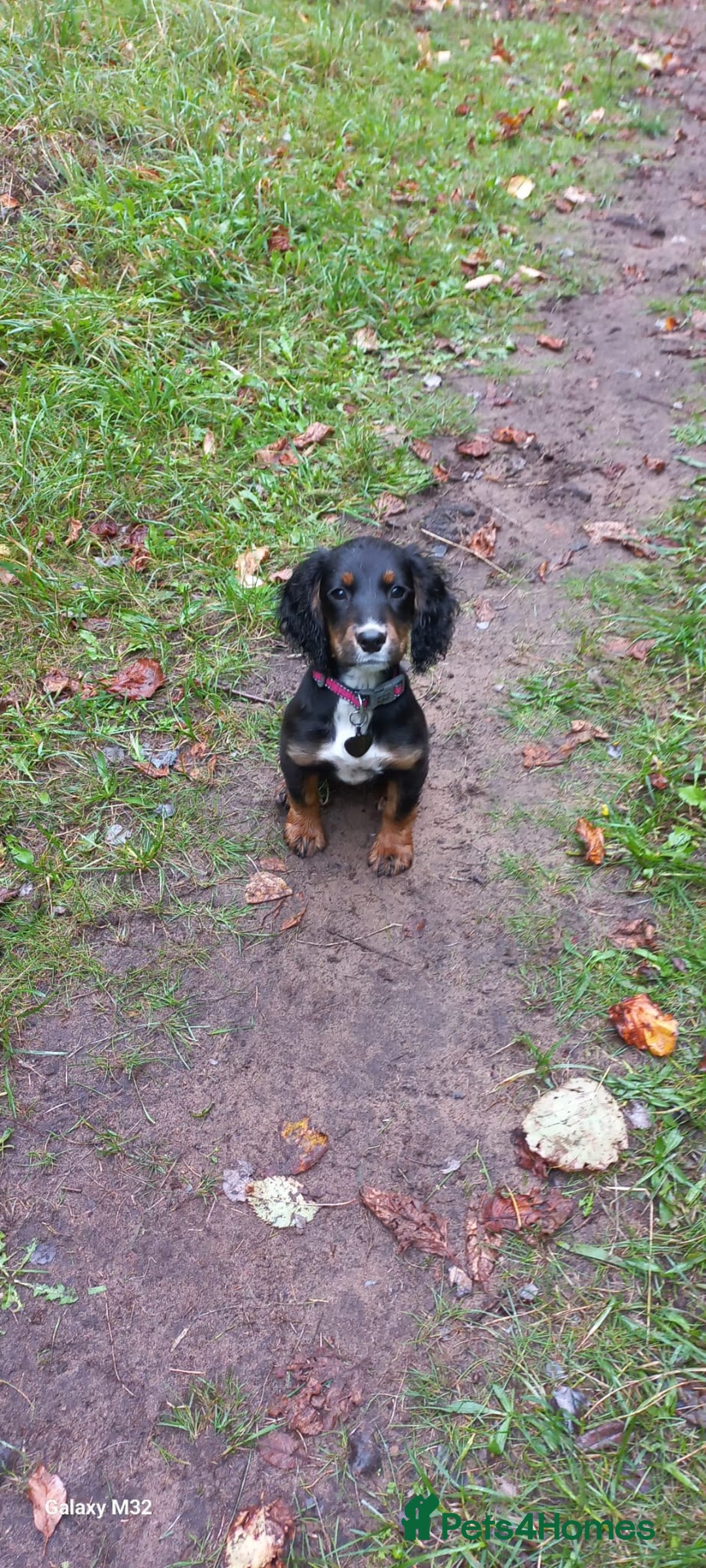 Cocker Spaniel dogs for sale: Trained Cocker Spaniel for sale *Reserved* - Image 1