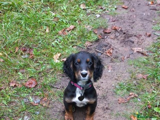 Cocker Spaniel dogs - Advert 34