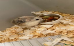Hamster rodents for sale: 2 hamsters for sale - Image 3