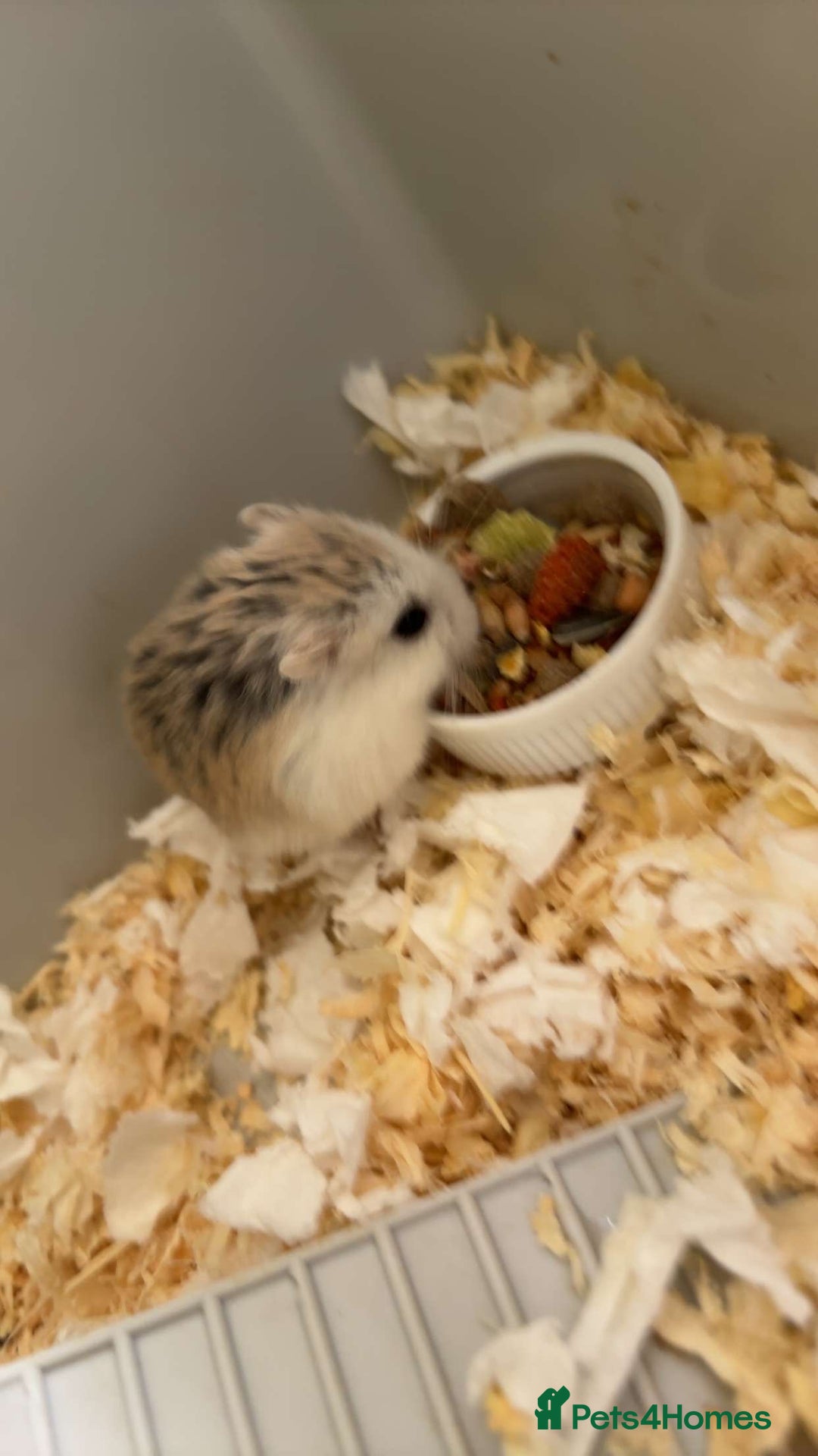 Hamster rodents for sale: 2 hamsters for sale - Image 3